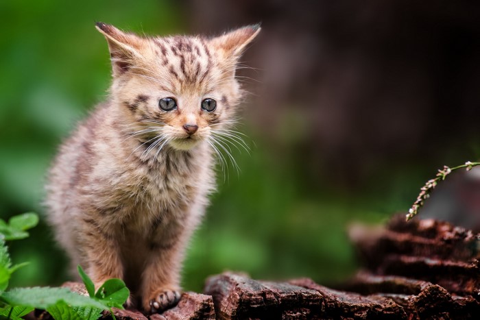 A small wild kitten sitting on a log