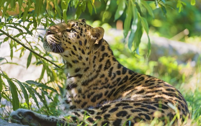 Leopard resting in green foliage