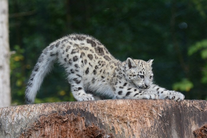 Snow leopard cub stretching on a log