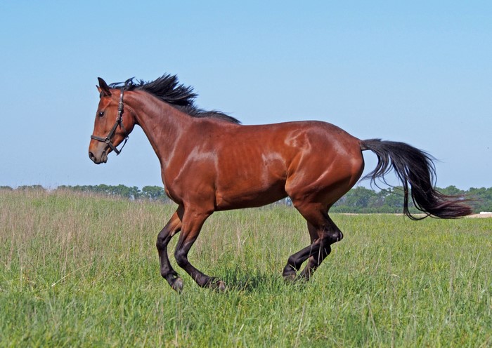 Brown horse running in a grassy field