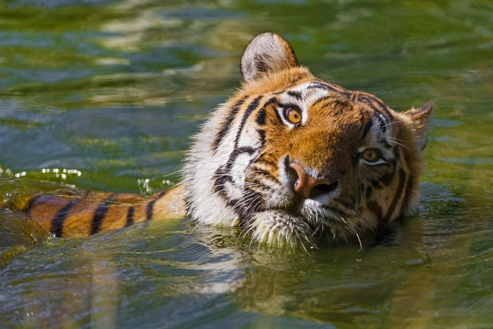 Tiger swimming in green water