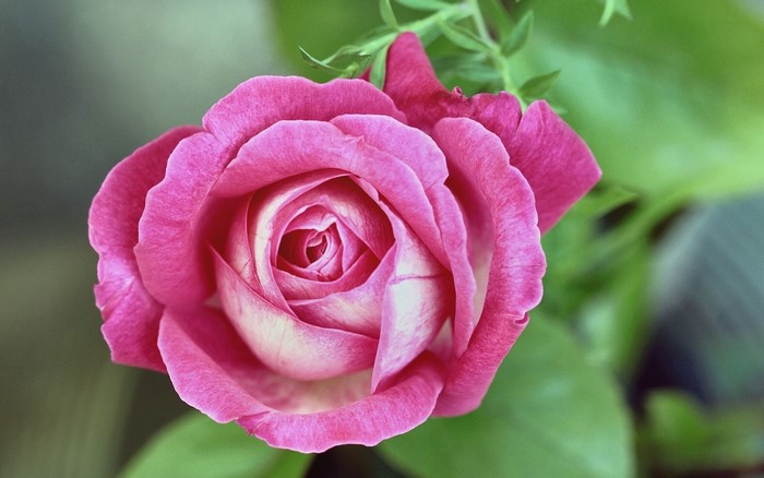 Pink and white rose in bloom