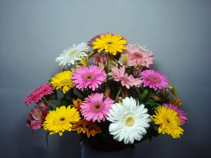 Bouquets of colorful Gerberas