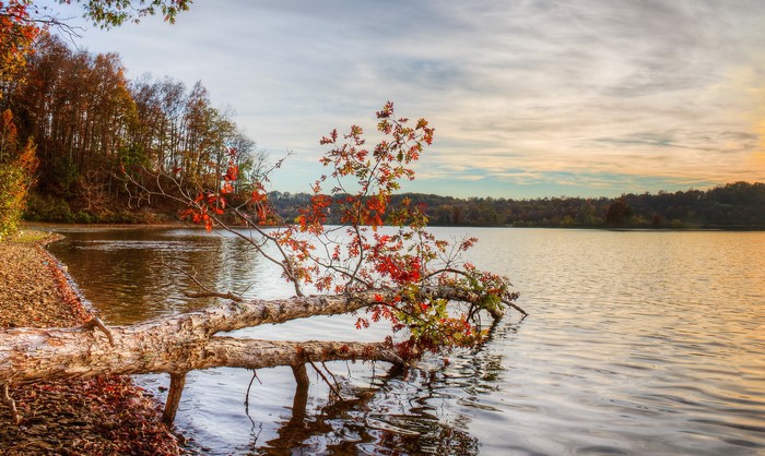 Fallen tree with autumn leaves by a lake