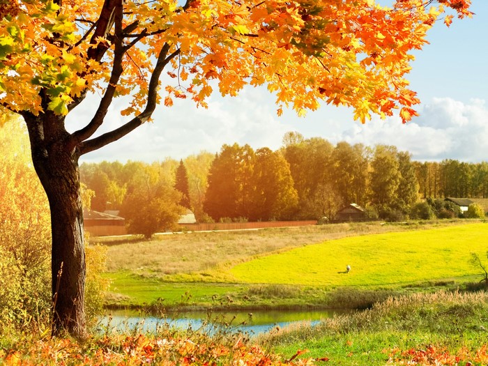 Autumn landscape with a tree and a pond