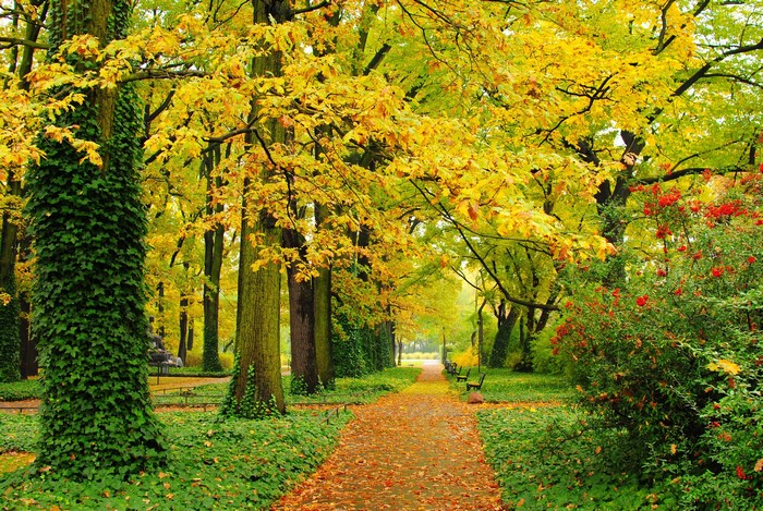 Autumn park path with yellow trees and red bushes