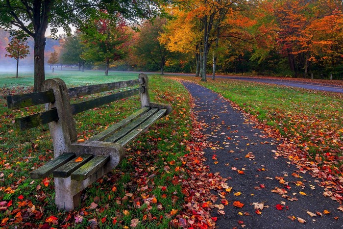 Park bench on a path with autumn foliage