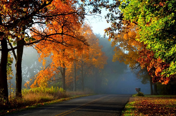 Autumn road lined with colorful trees and fog