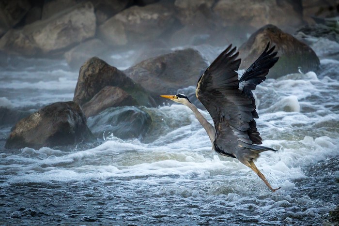 Grey Heron flying over turbulent water near rocks