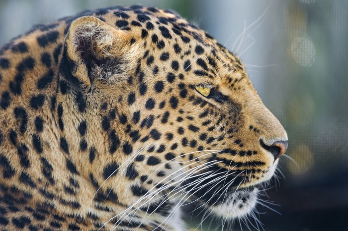 Leopard's face with black spots and yellow eyes