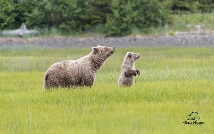 Mother and cub brown bears in a grassy field