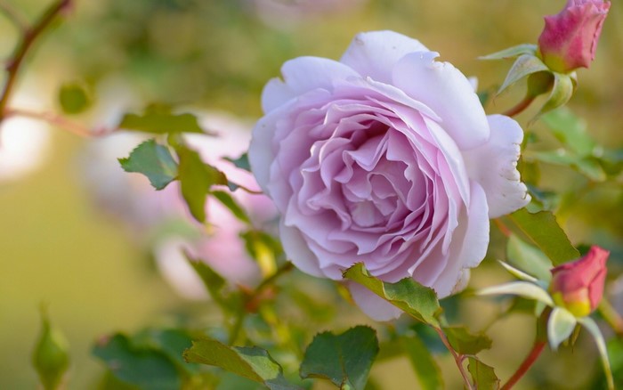 Close-up of a light purple rose with buds