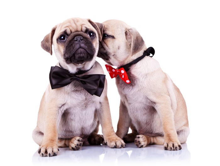 Two Pugs Wearing Bow Ties