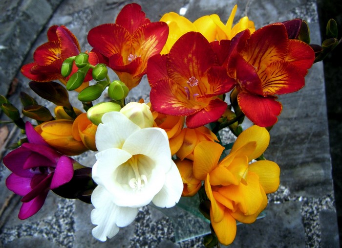 Bouquet of Freesia flowers in various colors