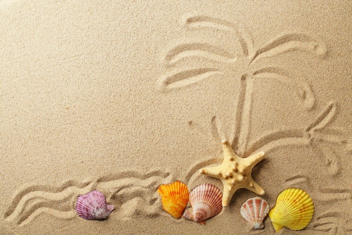 Shells and Starfish on Sand with Palm Tree Drawing