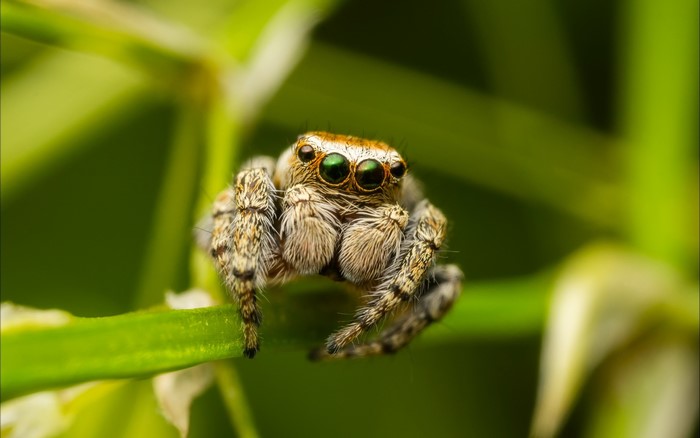 Close-up of a jumping spider on a green plant