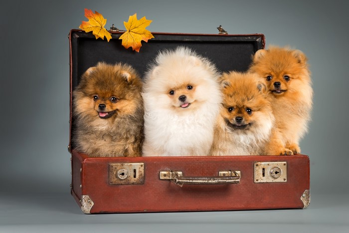 Four Pomeranian puppies in a vintage suitcase