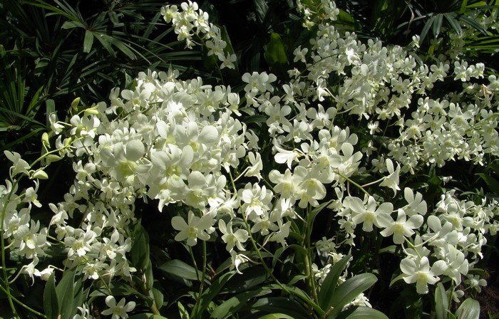 Many white orchids in bloom