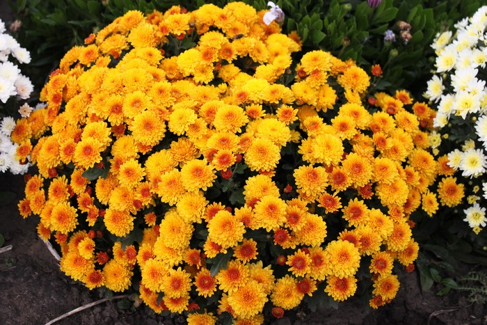 A large bush of orange chrysanthemums