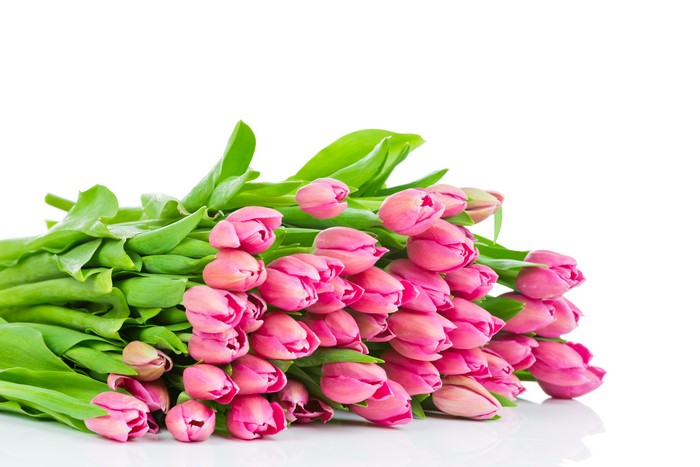 Many Pink Tulips