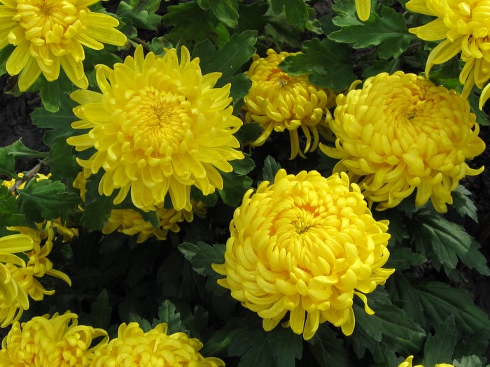 Yellow Chrysanthemums in Bloom