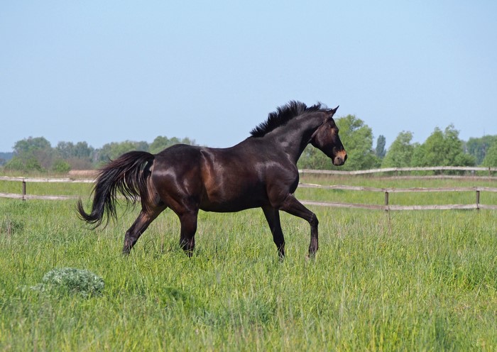 Dark brown horse running in a grassy field