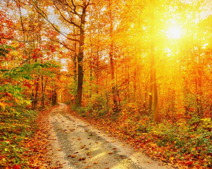 4K Autumn Forest Road with Golden Sunlight