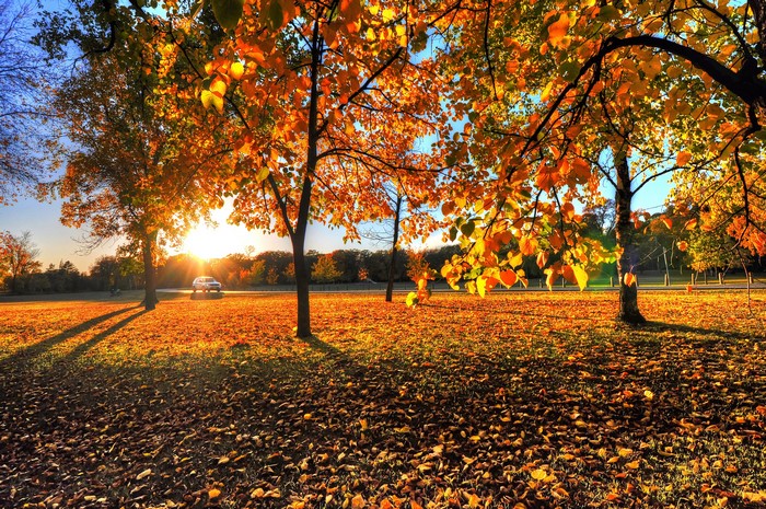 Autumn park with trees and fallen leaves at sunset