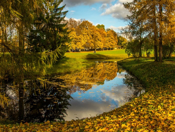 Autumn park with a pond and yellow trees