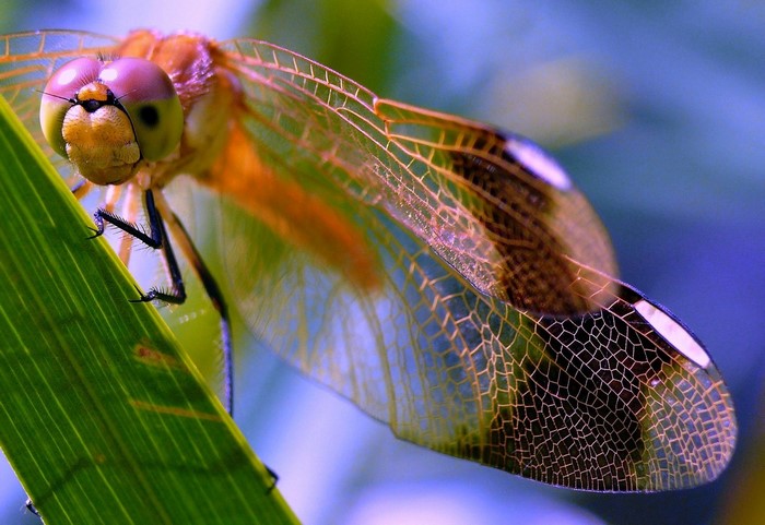 Close-up of a dragonfly on a green leaf
