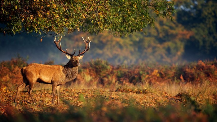 A majestic stag with large antlers stands in a sunlit autumn forest.