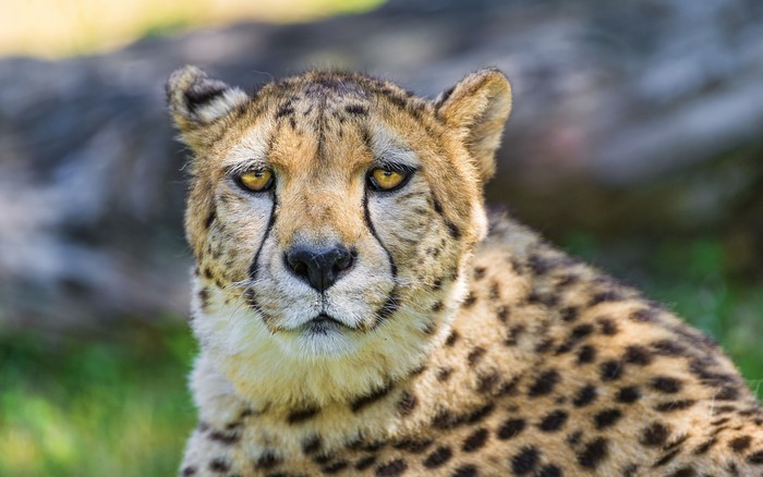 Close-up of a Cheetah's Face