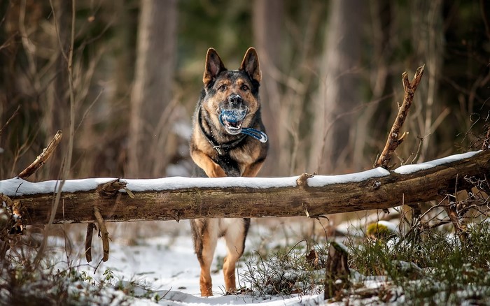 German Shepherd jumping over a log in the snow