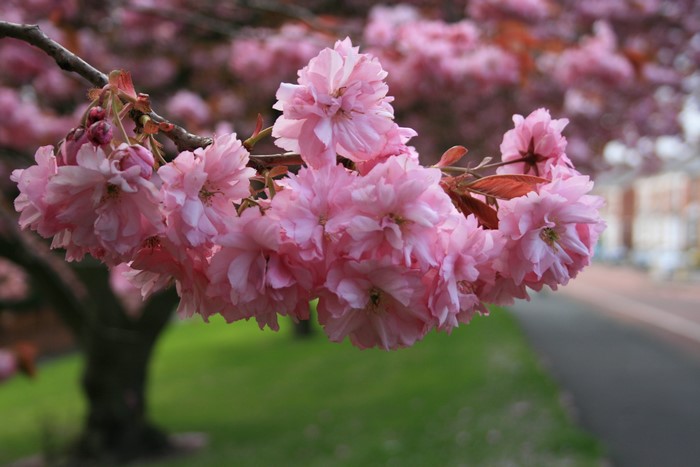 Pink Cherry Blossoms on a Branch