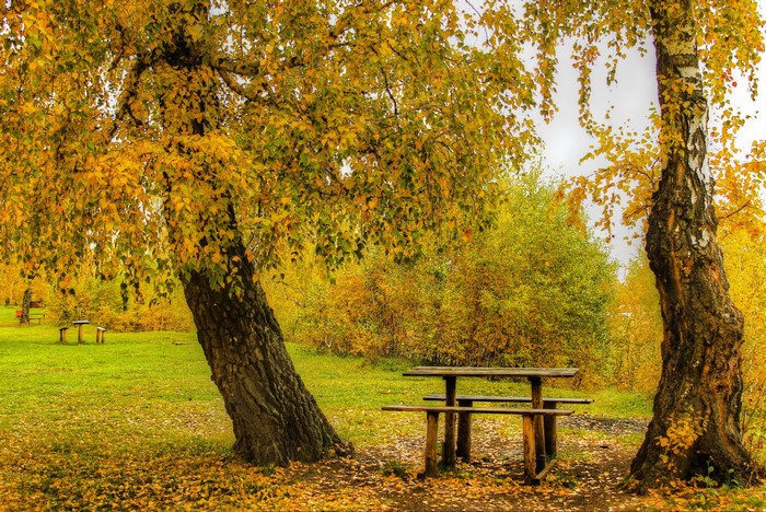 Autumn park with birch trees and picnic table