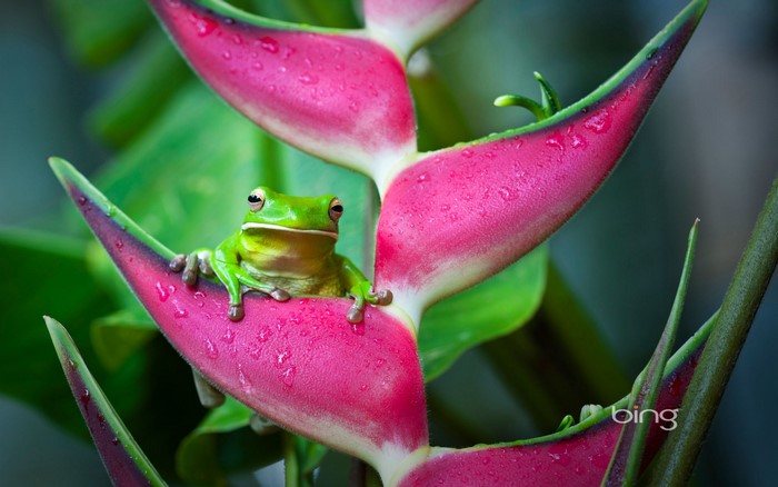 Green frog on a pink heliconia flower