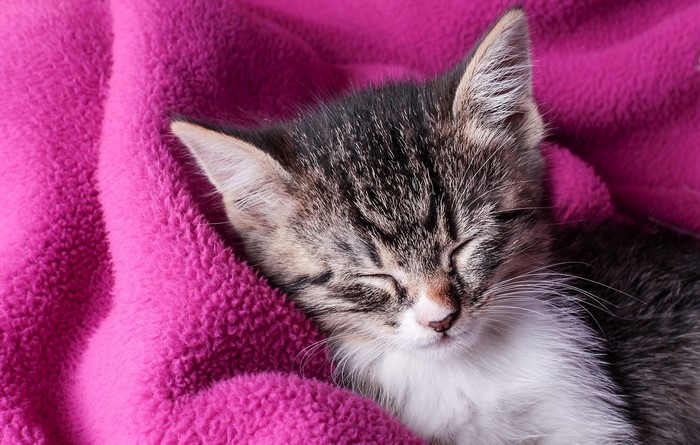 Kitten sleeping on a pink blanket