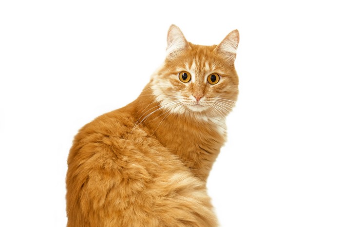 Ginger cat looking at the camera