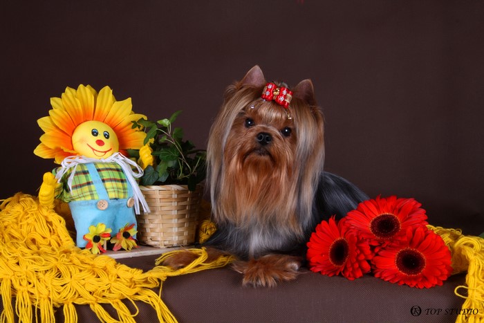 Yorkshire Terrier with Flowers and Toy
