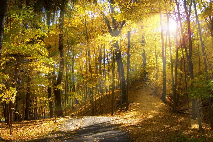 Autumn forest path with sun rays