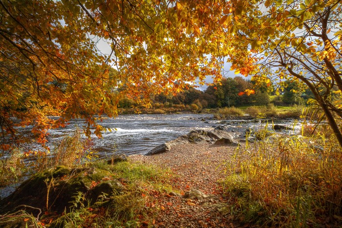 Autumn River with Golden Leaves