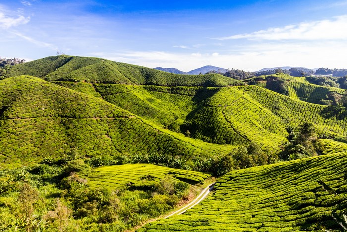 Rolling green tea fields under a blue sky