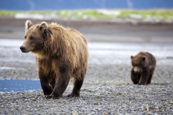 Brown Bear and Cub on Rocky Shore