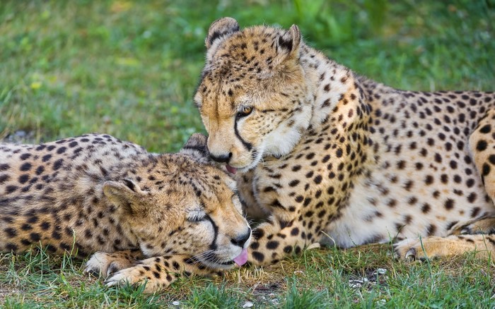 Two cheetahs grooming each other on grass