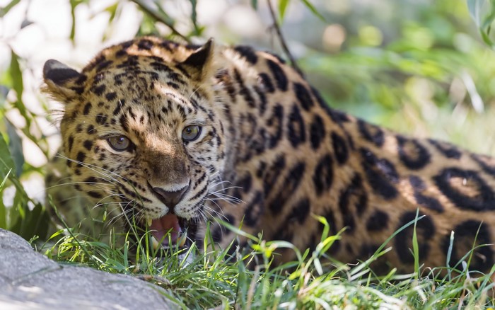 Leopard with open mouth in grass
