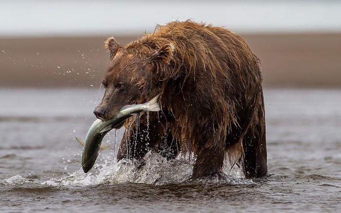 Brown bear catching a fish in the water