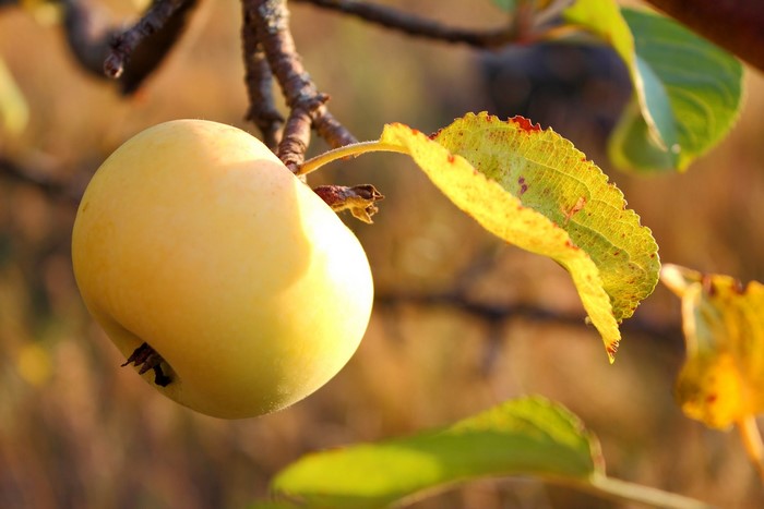 Yellow apple on a branch with leaves
