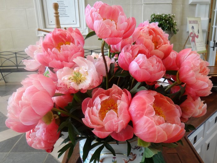 Coral Charm Peonies in a Vase