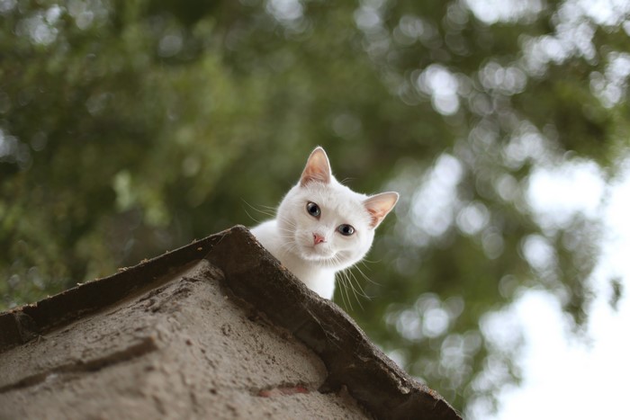 White cat peeking over a rooftop