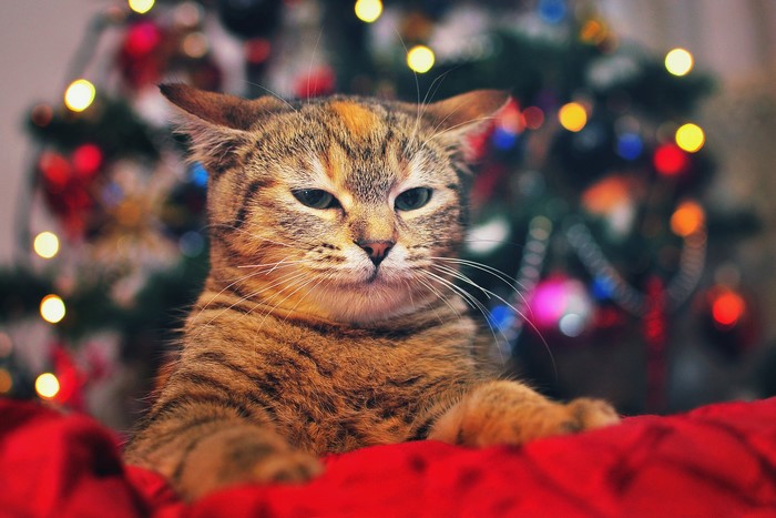 Cat in front of a Christmas tree